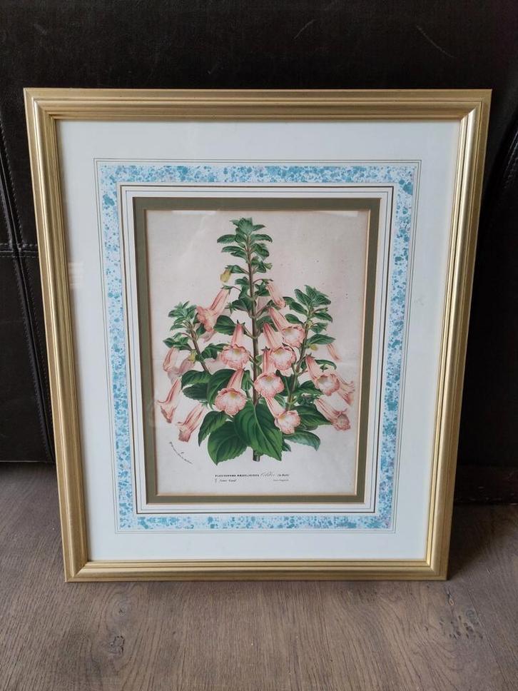 Antieke botanische print Horto Van Houtte ingekaderd, Antiek en Kunst, Kunst | Schilderijen | Klassiek, Ophalen