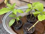 Dathura brugmansia, Tuin en Terras, Ophalen, Zomer