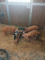 Biggen oxford sandy and black, Dieren en Toebehoren, Geslacht onbekend, Varken, 0 tot 2 jaar