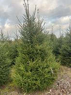 Kerstbomen, Ophalen of Verzenden, Nieuw