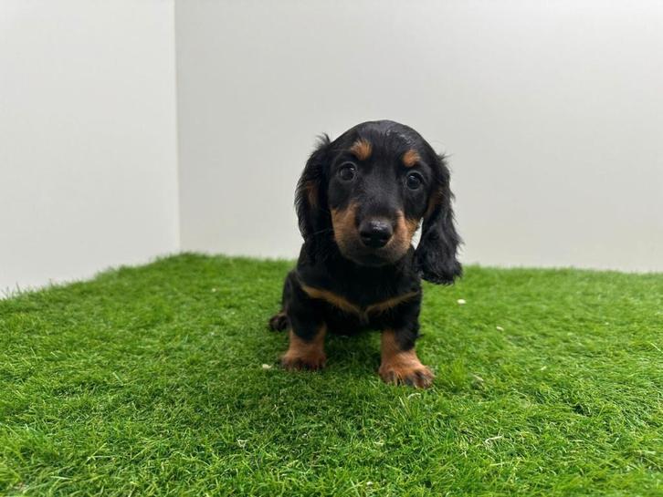 Chiot Teckel standard à poil long, Animaux & Accessoires, Chiens | Teckels & Bassets, Chien (mâle), Poils longs, Standard, Éleveur | Professionnel