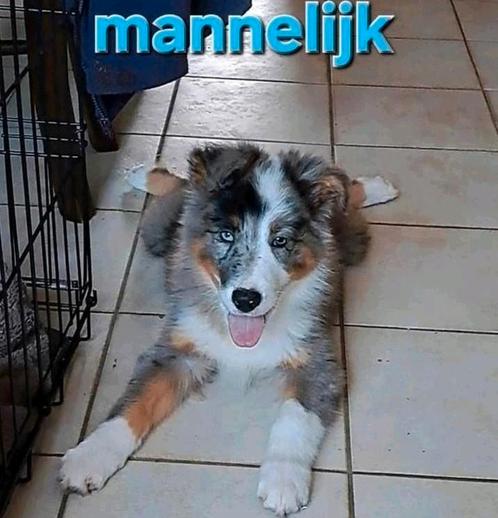 Tricolor, bleu en red merle border collie pups op boerderij, Dieren en Toebehoren, Honden | Herdershonden en Veedrijvers, Meerdere dieren