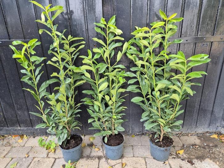 Prunus Genolia haagplanten ca. 100cm superprijs! OP=OP, Tuin en Terras, Planten | Struiken en Hagen, Haag, Laurier, 100 tot 250 cm