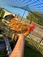 Haantjes, Dieren en Toebehoren, Pluimvee, Mannelijk, Kip