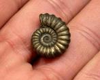 Iron pyrite ammonite fossil - Fossiel 196 miljoen jaar oud, Ophalen of Verzenden, Fossiel