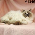 Ragdoll - kittens te koop, Dieren en Toebehoren, Meerdere dieren, Gechipt, 0 tot 2 jaar