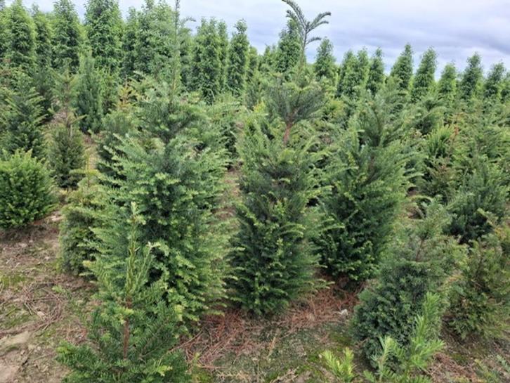 Groenblijvende hagen, Tuin en Terras, Planten | Tuinplanten, Ophalen