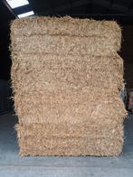 Tarwestro te koop, Dieren en Toebehoren, Ophalen, Vee