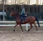 Leuke ruin van 175 en 6 jaar, Dieren en Toebehoren, Paarden, Ruin