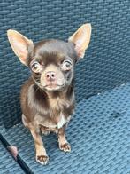 Prachtig klein chihuahua reutje, België, Fokker | Hobbymatig, Reu, 1 tot 2 jaar