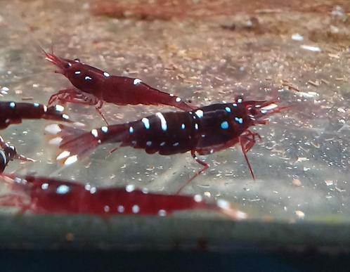 Crevettes du Sulawesi Caridina marlenae, Animaux & Accessoires, Poissons | Poissons d'aquarium