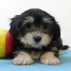 Havanezer - Belgische pups te koop, België, CDV (hondenziekte), 8 tot 15 weken, Meerdere