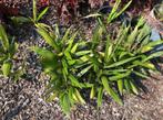 trachycarpus fortunei palmboom zaaiingen + 6 jarigen, Verzenden, Vaste plant, Overige soorten