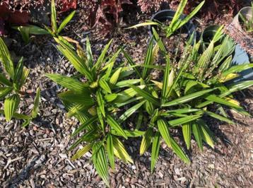 trachycarpus fortunei palmboom zaaiingen + 6 jarigen beschikbaar voor biedingen