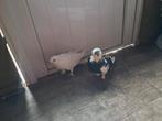 Iraakse takla koppel  50 euro, Dieren en Toebehoren, Vogels | Duiven, Meerdere dieren, Overige soorten
