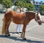 Mooie 2 jarige comtois (trekpaard) merrie, Merrie, Gechipt, 0 tot 2 jaar, Onbeleerd