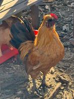 Prachtig serama/zijdehoen haantje, Dieren en Toebehoren, Pluimvee