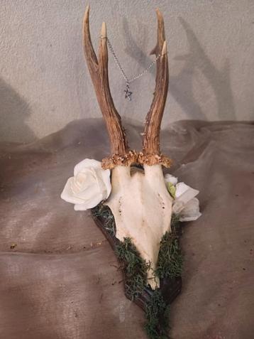 Ree schedel met bloemen beschikbaar voor biedingen