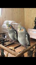 Valkparkietjes - heel tam, Mannelijk, Parkiet, Geringd