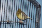 fife fancy, Dieren en Toebehoren, Vogels | Kanaries