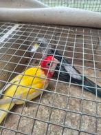 Overgoten rosella's