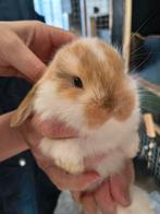 NHD dwergkonijntjes, Dieren en Toebehoren, Konijnen, Meerdere dieren, Dwerg, Hangoor, 0 tot 2 jaar