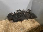 Zwarte australorp hennetjes, Dieren en Toebehoren, Pluimvee