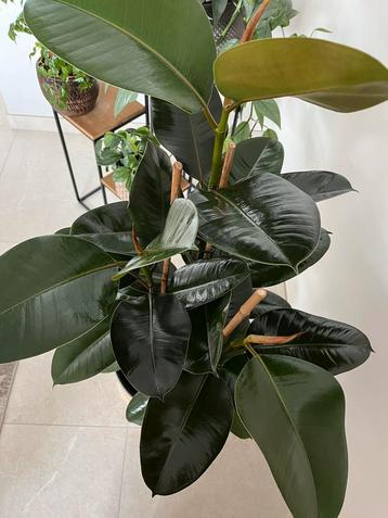 Mooie grote plant 45,00€ beschikbaar voor biedingen