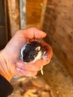 Mooie tamme dwerghamsters, Dieren en Toebehoren, Knaagdieren, Hamster, November, Meerdere dieren, Tam