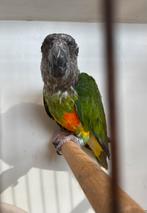 YOUYOU DU SÉNÉGAL Mâle 2011, Dieren en Toebehoren, Vogels | Parkieten en Papegaaien, Mannelijk, Papegaai