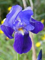 Iris germanica, Tuin en Terras, Planten | Tuinplanten, Ophalen of Verzenden