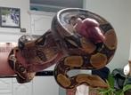 Koppel boa constrictors, Dieren en Toebehoren, Slang, Tam, 7 tot 10 jaar
