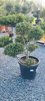 Ilex Green Crenata Bonsai, Tuin en Terras, Ophalen