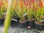 Japans bloedgras - Imperata cylindrica Red Baron, Vaste plant, Siergrassen, Ophalen of Verzenden, Bloeit niet