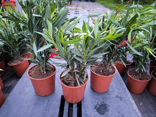 Nerium oleanders : 3 stuks voor 20 euro, Tuin en Terras, Planten | Tuinplanten, Vaste plant, Overige soorten, Ophalen