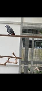 Grijze roodstaart pop, Dieren en Toebehoren, Vogels | Parkieten en Papegaaien, Vrouwelijk, Papegaai, Geringd