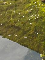 Waterpest Zuurstofplant volle emmer, Tuin en Terras, Ophalen, Zo goed als nieuw