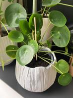 Pannenkoekenplant, Huis en Inrichting, Kamerplanten, Ophalen