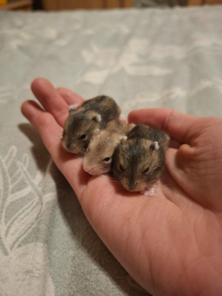 3 russische dwerghamsters te reserveren, Dieren en Toebehoren, Knaagdieren, Meerdere dieren, Hamster, Januari, Tam