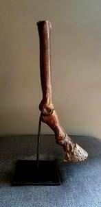Fossiel, paard poot, Pleistoceen, Enlèvement ou Envoi, Fossile