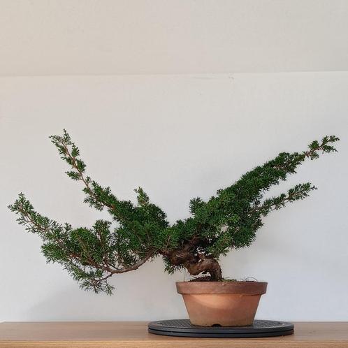 Chinese jeneverbes prebonsai, Tuin en Terras, Planten | Bomen, Overige soorten, Minder dan 100 cm, Volle zon, Bloeit niet, In pot