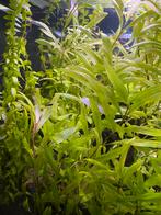 Aquarium planten te geef in Eeklo, Animaux & Accessoires, Poissons | Poissons d'aquarium