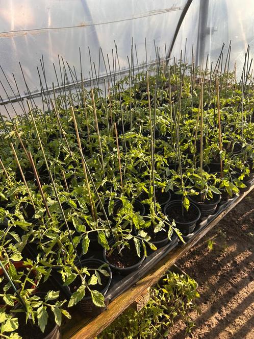 Verschillende soorten tomaten, paprika, perper, pompoenen, Tuin en Terras, Planten | Tuinplanten, Ophalen