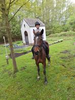 Lease paard/halve stal gezocht, Dieren en Toebehoren