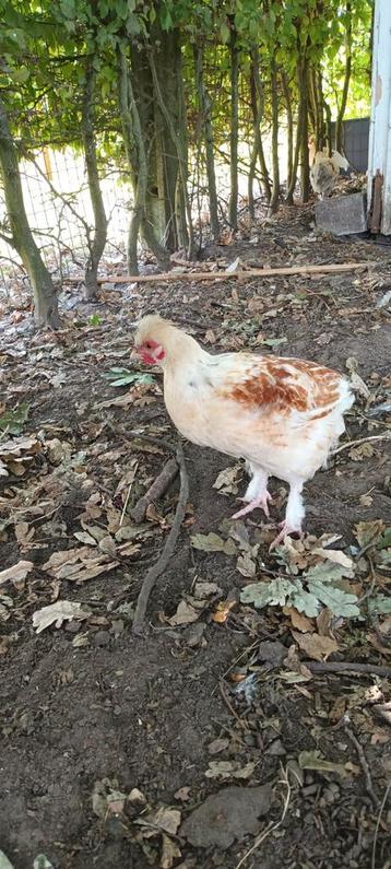 Een gratis haan  beschikbaar voor biedingen