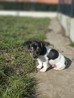 Des chiots Jack Russell belges !, Animaux & Accessoires, Chiens | Jack Russell & Terriers, Plusieurs, Jack Russel Terrier, Hépatite contagieuse (maladie de Rubarth)
