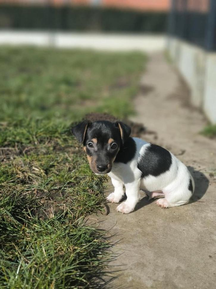 Belgische Jack russel pupjes!, Dieren en Toebehoren, Honden | Jack Russells en Terriërs, Meerdere dieren, Jack Russell Terriër