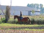 Paard te koop, Dieren en Toebehoren, Paarden, 175 cm of meer, Gechipt, Ruin, Niet van toepassing