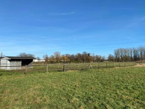 24/7 weidegang * Direct beschikbaar, Dieren en Toebehoren, Stalling en Weidegang, Weidegang, 2 of 3 paarden of pony's