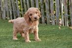 Prachtige Cockapoo pups (abrikoos, sable en zwart), België, Overige rassen, CDV (hondenziekte), 8 tot 15 weken